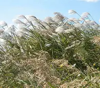 黄荻(黄荻就是抖音卷王弘利吗)